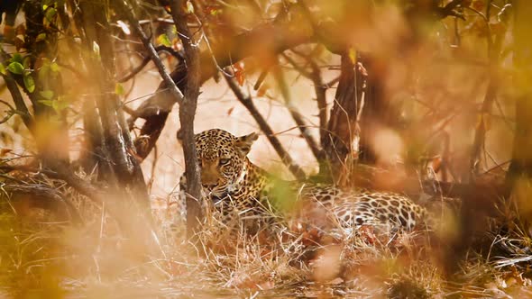 Leopard in Kruger National park, South Africa