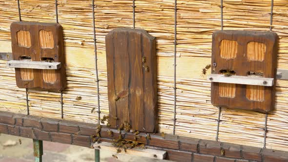 Wooden Beehive and Bees