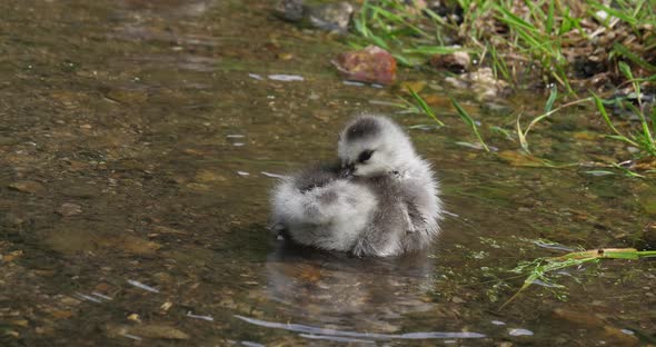 Barnacle Goose, branta leucopsis, gosling standing in Water, Normandy, slow motion 4K