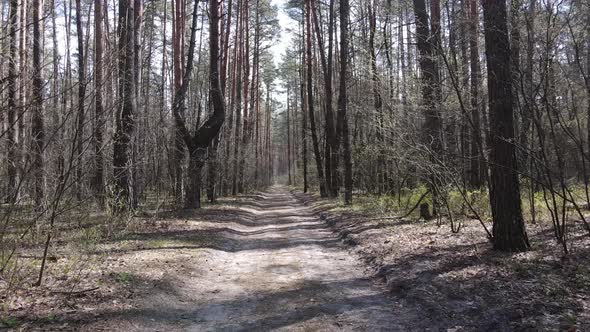 Aerial View of the Road Inside the Forest