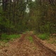 Dirt Road in Dark Green - VideoHive Item for Sale