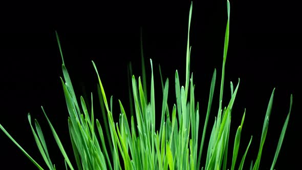 Wheat Sprouts Grow Fast in Time Lapse on a Black Background. Microgreens Seedling Leaves Growing