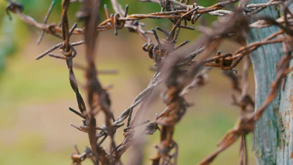 Barbed Wire