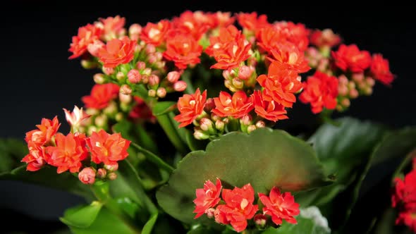 Dense Red Kalanchoe Flowers and Green Leaves Rotate