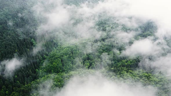 Aerial View of Misty Forest Clouds Above Mountain