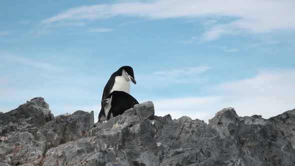 Antarctica. There are a lot of penguins resting on the rocks at Hope Bay. Antarctic Peninsula.