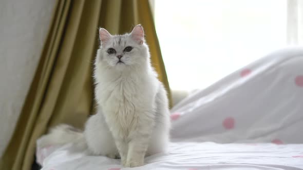 Close Up Persian Cat Sittng On A Bed