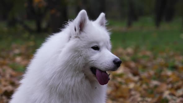 An Active Healthy Dog of the Samoyed Spitz Breed on a Blurred Background of Yellowed Fallen Leaves