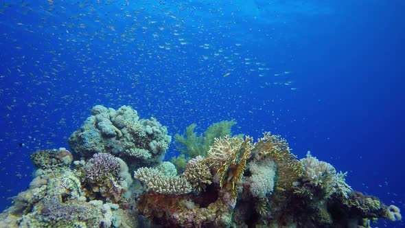 Tropical Colourful Fish and Soft Coral