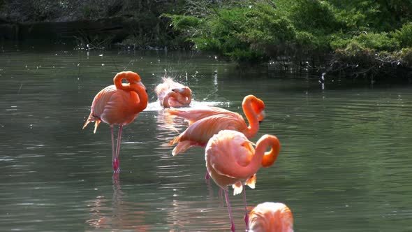 Flamingos in the Water