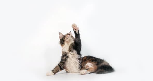 Brown Tortie Blotched Tabby and White Maine Coon Domestic Cat, Female playing , Normandy in France,