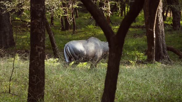 Nilgai or Blue Bull Is the Largest Asian Antelope and Is Endemic To the Indian Subcontinent