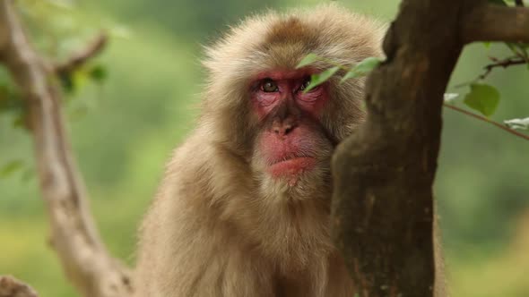 Japanese Macaque (Snow Monkey)