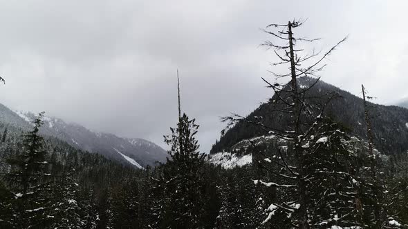 Snowy Woodlands Rise Up Aerial Past Evergreen Trees Reveal Cloudy Sky Thick Forest Hillside
