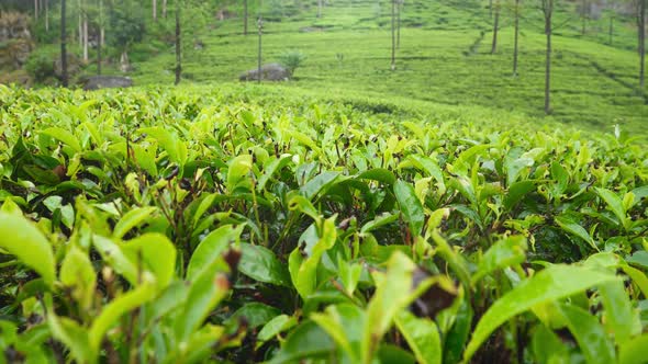 Beautiful Panoramic Footage of Highland Tea Plantation at Morning in Mountains of Sri Lanka