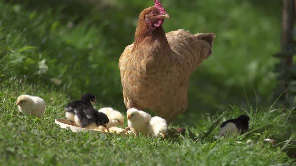 Mother Hen and Chicks on Organic Farm