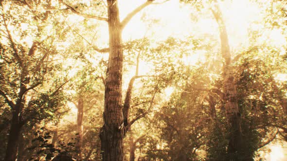 Rays of Sunlight in a Misty Forest in Autumn