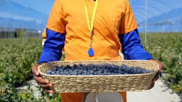 Female worker carry blueberries in blueberry farm 4k