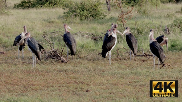 Marabou Stork At Sunset