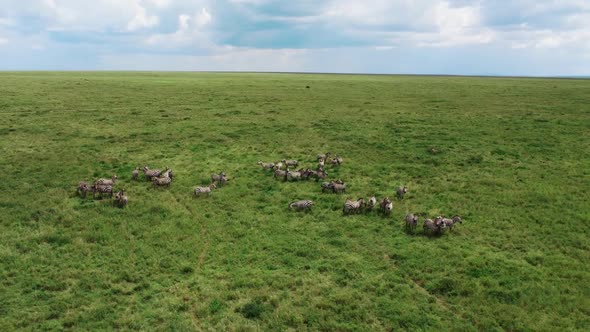 Aerial Shot of a Zebra Tanzania