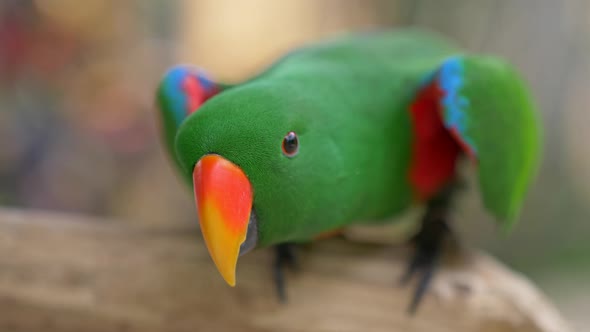 Green Eclectus Parrot with Orange Nib and Red and Blue Feathers at Bali Bird Park in Bali, Indonesia