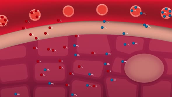 Oxygen and carbon dioxide in the blood