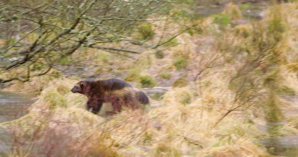 One Wolverine Running Over Frozen Water in the Forest