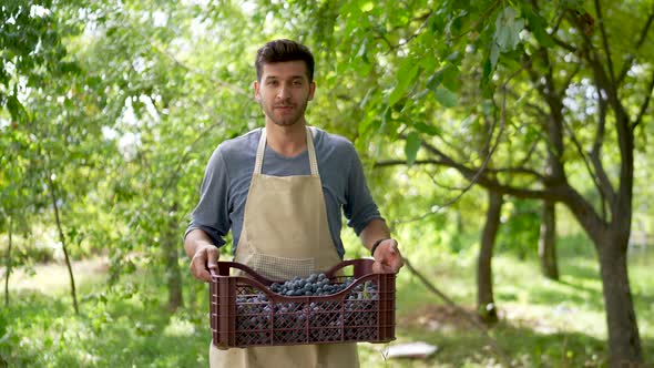 Wine Grape Harvest