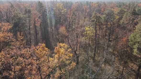 Beautiful Forest with Trees in an Autumn Day