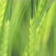 Green Wheat Spike - VideoHive Item for Sale