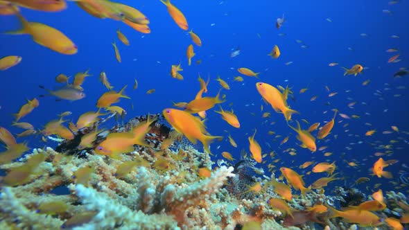 Underwater Fish and Coral Garden