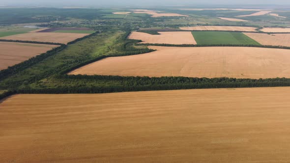 Wheat Fields Aerial View