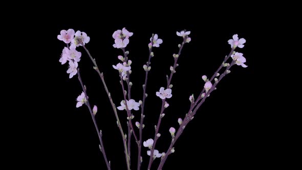 Time-lapse of blooming cherry willow branch