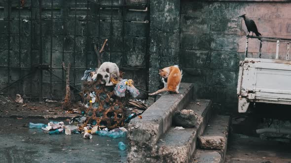 Stray Shabby Cats Eat Rotten Food From a Dirty Dumpster Poor Africa Zanzibar