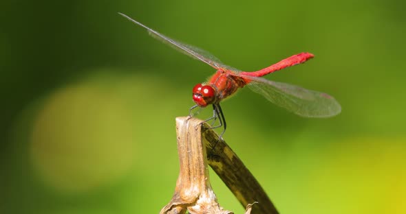 Scarlet Dragonfly Crocothemis Erythraea is a Species of Dragonfly in the Family Libellulidae