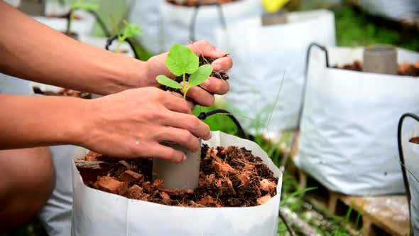 Plant The Sapling in Crop bags