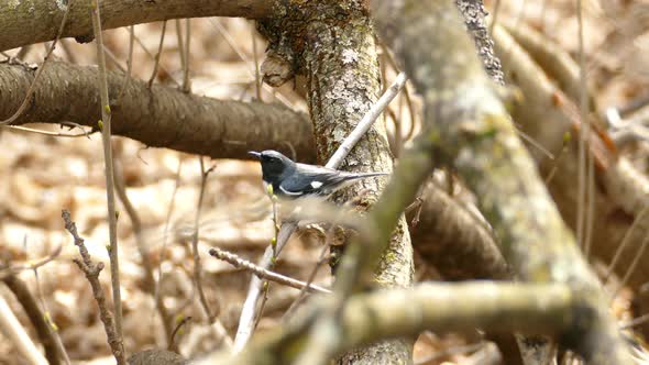 Male Black throated Blue Warbler perched on a trunk in canadian woodlands