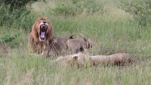 Big yawn from male as African lion pair nap in morning shaded meadow