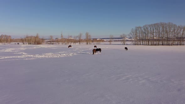 Aerial View of a Herd of Horses Grazing in a Field in Winter