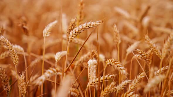 View of ripening wheat field. Close up of yellow wheat plants in field