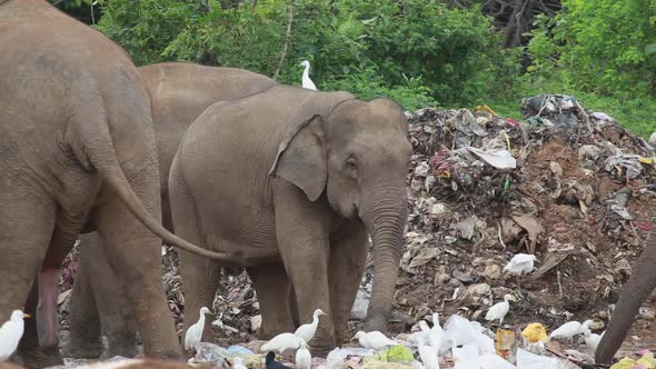 Group of elephants eating garbage together with white birds around them