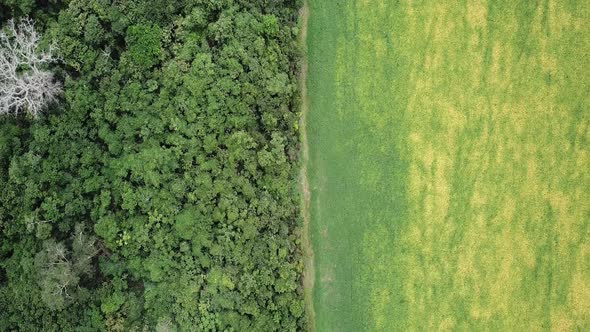 Aerial image reveals deforestation in the Amazon for soy plantation.