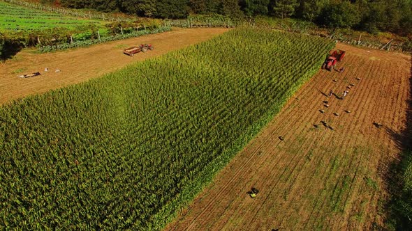 Combines and Tractors Working on the Large Corn Field