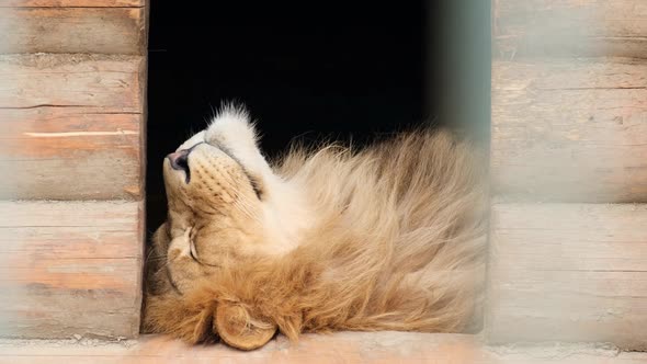 Relaxed Beautiful Male Lion Sleeping in the Zoo