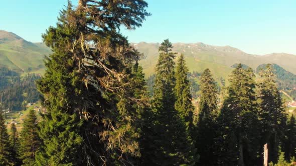 Trees Affected By Disease In Caucasus Forest, Georgia