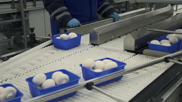 Factory Food Containers with Fresh Mushroom Move Along Automatic Belt While Workers Work in