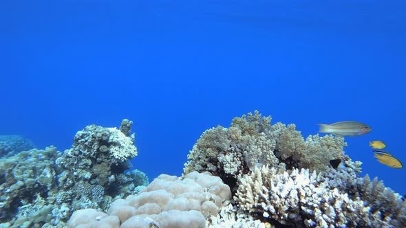 Sea Water Coral Garden 