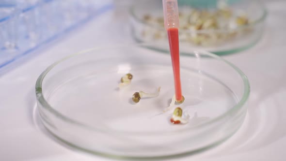 A Scientist in a Modern Laboratory Conducts an Experiment on Plants