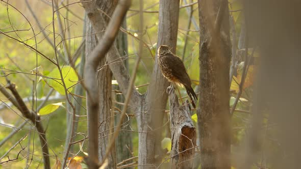 Back view of small hawk onbranch tree