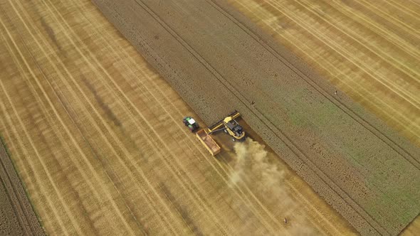 Harvester Harvests Wheat Crop On Field